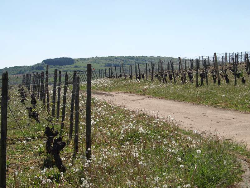 Blick zum Gangelsberg