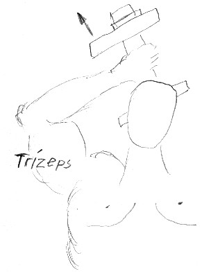 Trizeps
